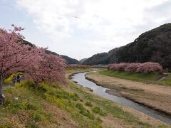 3月中旬、青野川沿いでは河津桜と菜の花のコラボが楽しめます。河津桜はピークを過ぎており、少し葉が出ていましたが、菜の花は満開でした。青野川沿いの遊歩道や堤防を歩くと色鮮やかな光景が楽しめておすすめです。