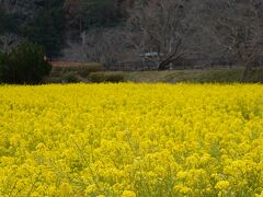 県道16号を北上し、日野の交差点を左折して国道136号線に入ったところに菜の花が咲き誇る一画があります。すぐ近くには有料の駐車場が仮設されており、そこに車を停めて菜の花畑の光景を満喫しました。これだけ黄色く敷き詰められた光景はあまり記憶になく、絶景を満喫しました。