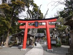 「白浜神社」は、伊豆急下田駅から車で10分少々、東海岸沿いにある由緒ある神社です。神社のHPによると2400年以上の歴史を誇る伊豆の国最古の宮とのことです。
境内は広く、厳かな拝殿、奥まった場所にある本殿、イチョウのご神木など見どころは多いです。