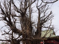 「千葉寺」はＪR千葉駅からは直線距離で南東方向に2キロほどの場所になります。開山は8世紀初頭とされ、関東でも屈指の古刹です。
境内はやや殺風景にも感じましたが、本堂に向かって右手にあるイチョウの大木は目を引きました。樹齢は1000年以上ということで、是非紅葉の時期に再訪したいと感じました。
