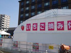 梅小路京都西駅前の広場にイチゴつみ体験が出来てました。