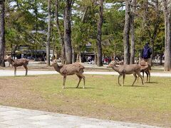 奈良駅からバスでやってきました。奈良公園。鹿さん。鹿がたくさんいます(⁠^⁠^⁠)