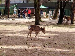 奈良公園の鹿さんに鹿せんべいあげなかったです。なかなか一人だと勇気がいります。
鹿せんべいを持っていると、わあーっと押し寄せて来るので、ちょっと怖いんですよね。可愛いけど怖い(⁠^⁠^⁠;)
また今度ね～。ばいば～い。
バスに乗って奈良駅へと戻って京都経由で帰りました。

奈良へと訪れたのは何十年ぶりだったかな？
修学旅行と、その後に一度きた思い出があります。奈良漬け試食して購入したのを覚えています。その時は鹿にもせんべいあげました。今回は予定してなかったこともあり、あまりまわれなかったので、春日大社や法隆寺にも行けなかった。またいつか再訪しようと思いました。