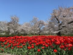 休みの日、植物園の桜を見に行きました。