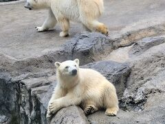 旭山動物園　インスタでフォローしているホッキョクグマの子どものユメ。赤ちゃんの頃からずっと見てたので近くで見られて感激！でもすでに大きくてびっくりです。