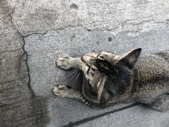 野良猫にしてはとても毛並みがいい。
面倒みてくれる人がいるのかな？

この後ロビンソンに立ち寄りLRT駅へと向かいます。


