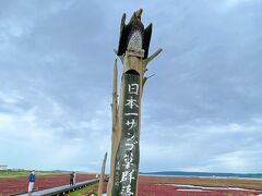 続いて卯原内サンゴ草群生地 に来ました。

日本一サンゴ草群落地

