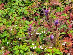 ロープウェイ乗り場を出てすぐの植物園、よく見るとリンドウや白い花が咲いていました。