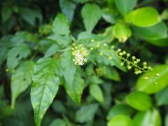 胡椒の花かな？？？
何の花だろう