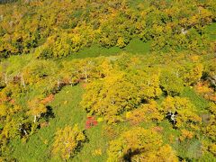 ロープウェイからは黄色の紅葉が見えます