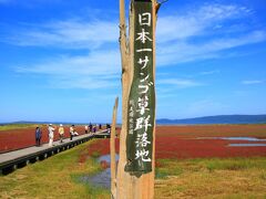 サンゴ草群生地
赤く色づいて居た。