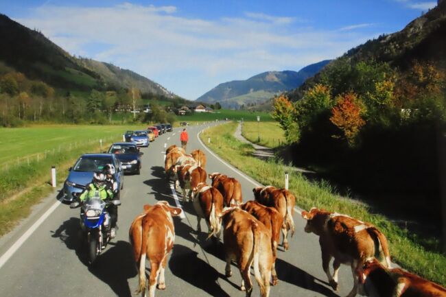 一人の青年が先導する、牛の群れに遭遇しました。群れが通過するまで車はストップです。