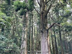 壇鏡の神社の壇鏡の滝へ
入り口の巨樹が鳥居のようになってました
この入り口付近の川にオキサンショウウオがいるようなのですが前日に続きさっぱりわかりませんでした