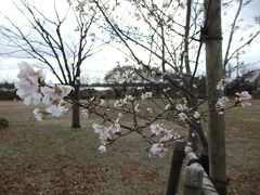 鳥屋野潟公園へ。桜が咲いていた