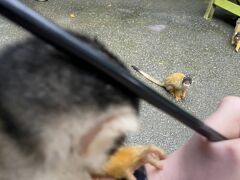 やいま村到着。雨が激しくなってきた。リスザルに餌をあげられるゾーンへ。
なんと、外国人観光客が来なくて飢えてるリスザル。凶暴で怖かった。集団で群がってくるので財布やスマホをしっかり鞄に入れておかないと盗られます。鞄を漁ってくる！ビビって写真があんまり撮れなかった。子供も超怖がってすぐ退散。