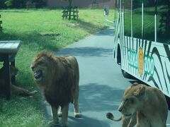 都民の日のこの日､無料入園日となっている多摩動物公園へ行き､ライオンバスに乗った後で