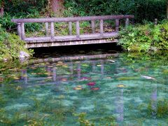 キャ～!　何なの、この池底までクリアに見える程澄んだ池は!　お金をかけて特別な清掃や管理をしてるわけじゃなくて、湧き水のおかげで自然の状態でこんなキレイな池なんだそうです!　

季節によっては睡蓮も咲いたりするので、そうすると、本当にモネの絵画のように美しいようです!　まぁ、モネの絵画には、錦鯉は描かれてないので、そこだけ日本なんだけど…。　でも、この素敵な池で、カラフルな錦鯉、良い仕事してるなぁって思います。　