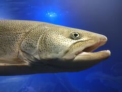 続いて同じ敷地内にある山の水族館改め北の大地の水族館に入館。
有料です。
こちらは幻の魚いとう。
他にも川魚がたくさんいました。