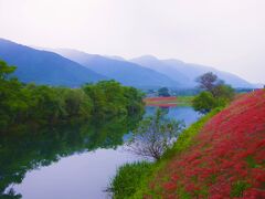 津屋川堤防の彼岸花