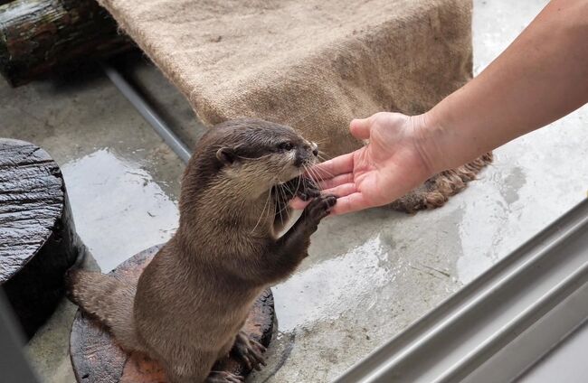 1日限定4組！可愛いカワウソに直接会える「カワウソフィーディング」に