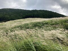 【仙石原すすき草原】。雄大さは写真には撮り切れない。動画も撮ったが、この季節だけ、ここだけで観られる光景だ。
……義母はここでも、遊歩道の入口はこっちだから、と、先に立って案内する。よく覚えているなあ、と思うと同時に「そんなに無茶をして大丈夫ですか？」と聞くが、「遊びは大丈夫みたい」と、笑う。