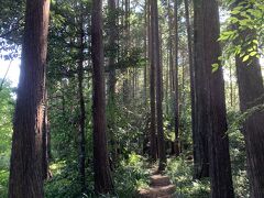 秩父宮記念公園へ。園内に入ると、公園と言うより山の中の道を歩いているのではと言う錯覚に陥ります。

この日は天気が良く日差しが強いくらいだったので、木陰がとても気持ち良かった。
