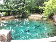 このまま萩に向かっても早く着きすぎるため、秋芳洞のある美祢市へ戻ります。途中に立ち寄った別府弁天池。ここも晴れていると良かったのですが、曇りでも十分青く神秘的な色を見ることができました。