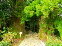 熊野古道、大門坂の夫婦杉。熊野詣での人もこの大木を見たのかもしれません。