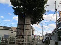 八幡神社大ケヤキ 現在は諏訪神社に合祀されている八幡神社（諏訪神社の左手にある社殿）が以前にあったところの参道に、神社創建当時に植えられていたとされる樹齢約800年の大ケヤキです。胴回り6M,樹高6M（昭和30年には樹高28M）で、市指定天然記念物です