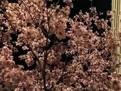 南米の桜、ラパチョの花。
ロサンゼルスにあるなんて！
とても嬉しくなりました。