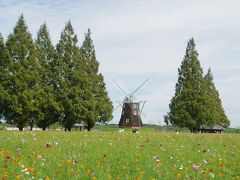 あけぼの公園のお花と風車　綺麗で、賑わっていました。