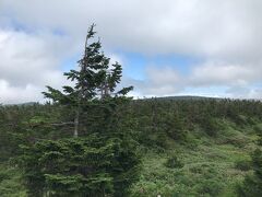 八幡平頂上は平らで眺望がききませんが、低く樹高が抑えられた木々が冬の厳しさを教えてくれます。