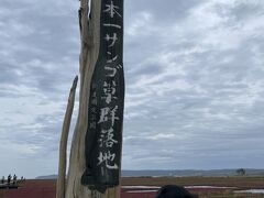 旅館目の前のサンゴ草