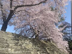 福井城跡の桜が綺麗！とSNSで見たので行ってみた。