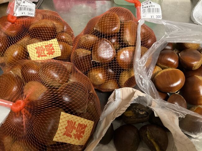 全国旅行支援初日『真っ赤なコキアと笠間の栗』で大満足の茨城旅／国営