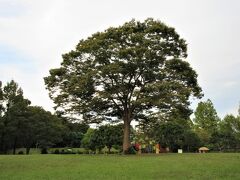 大崎公園（埼玉県さいたま市緑区）

広場の中心にある大きなシンボルツリー
