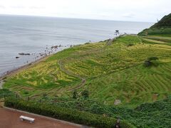 雨の千枚田です。
天気が良ければ絶景だろうなー、
残念！