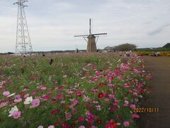 ＜オランダ風車「リーフデ」＞
佐倉市制40周年の平成6年春、佐倉ふるさと広場に本格的オランダ風車が誕生しました。風車はメカニズム部分をオランダで製造し、オランダ人技師により建設された。
 名称は、日蘭交流の幕開けとなったオランダ船リーフデ号にちなみ、リーフデ《友愛》”De Liefde”と命名されている。

＜風車の概要＞
名称：リーフデ《友愛》”De Liefde”
用途：水くみ用風車（日本初）
種類：グランドセーラー型（地上型）
メカニズム：木および鉄製（オランダ製）
羽根：4枚羽根、直径27.5メートル
水くみ風車：直径4.2メートル
本体：鉄筋コンクリート造4階建、外壁レンガ積み
本体高15.6メートル
延床面積：165.44平方メートル
竣工：平成6年3月
・・・・・・・・・・・・・・・・・・

写真は佐倉コスモスフェスタ：オランダ風車「リーフデ」とコスモス