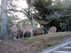 奈良公園の鹿