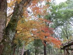 　晩秋の奈良公園の紅葉です。色が鮮やかだったので、ここでもシャッターを押しました。
　【世界遺産「春日山原始林」から「春日大社」までを歩く】の旅は、いったんここでペンを置きます。ここから柳生方面へ向います。