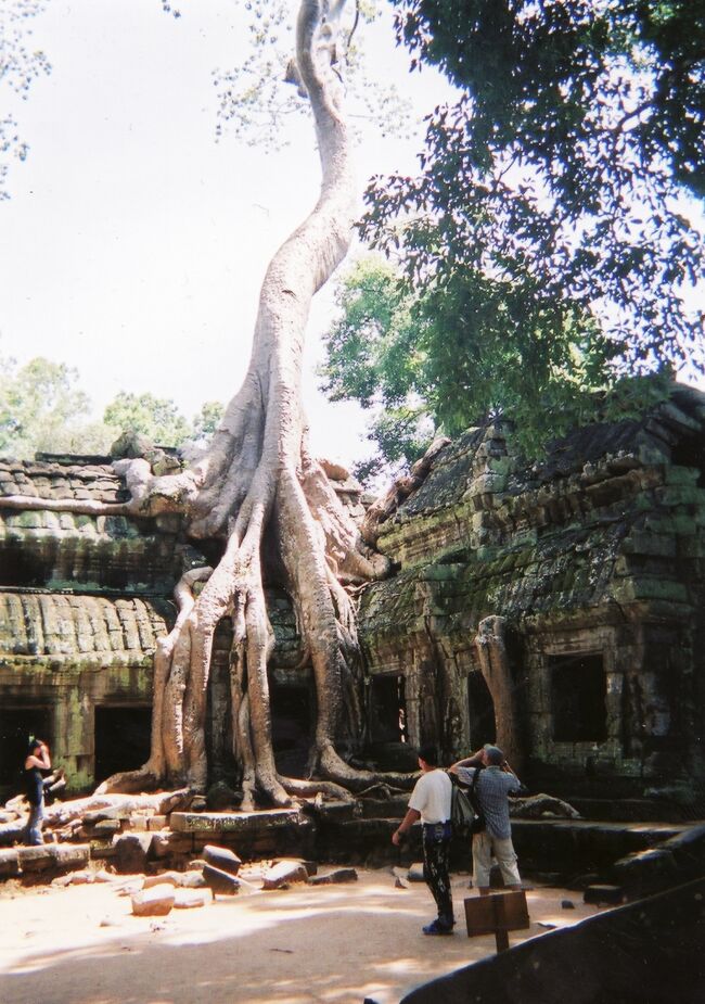 タ・プローム寺院。トゥーム・レイダーのロケ地ともなりました。諸行無常を感じる光景です。