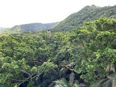米原ヤエヤマヤシ群落に来ました。
密集した椰子は壮観です。