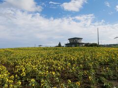 まず最初に向かったのは朝日ケ丘公園。
この時期でもひまわりが咲いているらしい、との情報があったので。
この公園では時期をずらしてひまわり植えて長い期間ひまわりを楽しめるようにしているらしい。