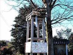 （2021年11月25日撮影）
『安行原の蛇造り』（埼玉県川口市安行原）
やぐらに据え付けられた約10mの大蛇の胴は、大欅の幹に巻き付けられています。