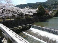 桂川と桜。