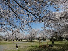 嵐山公園の桜も満開。