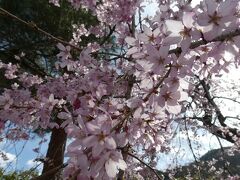 数は多くはないけどここにも見事な枝垂れ桜が。