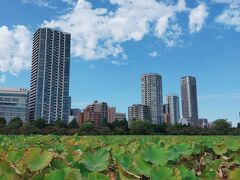 久しぶりに来た不忍池。もはや池ではなく蓮畑
だめだ、上野でもランチ無理。