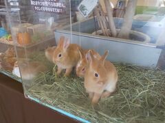 続いてやって来たのは箱根園内の「だっこして！ZOO」。
ここは動物とのふれ合いを大切にした施設で、犬やうさぎ等の小型動物を直に触ることができます。
写真はありませんが、犬のふれあいコーナーが最も大きく、様々な種類の犬を抱っこさせてもらえます。
ウミガメやアルマジロなど珍しい動物もいました。