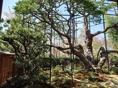 宝泉院
勝林院を左へ進み橋を渡ります。

額縁庭園から見える五葉松。
近江富士を型どる樹齢700年の五葉松。京都市指定の天然記念物。
京都市内にある３つの著名な松の一つです。